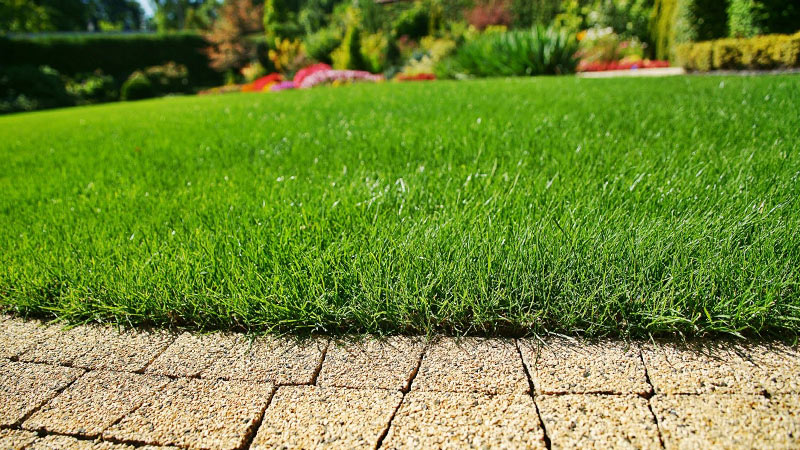 Wertykulacja a aeracja trawnika. Poznaj różnice i naucz się poprawie pielęgnować trawnik!