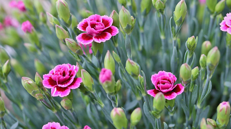 Ogród odpowiednio dopasowany