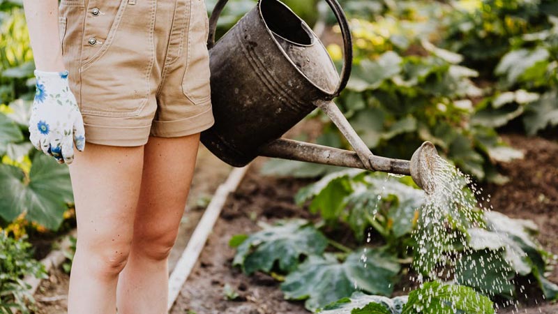 Kwiaty cebulowe, meble ogrodowe, myjka parowa, czyli jak przygotować ogród na jesień