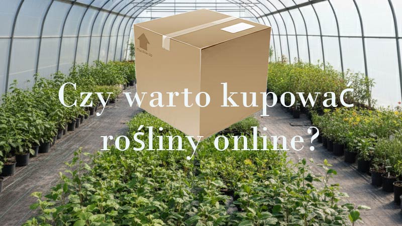 Czy warto kupować rośliny online?