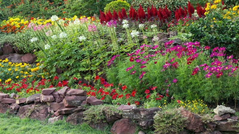 Najpiękniejsze kwiaty wieloletnie do ogrodu Najpiękniejsze kwiaty wieloletnie do ogrodu