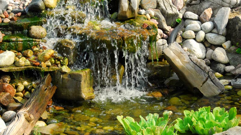 Krystalicznie czysta woda w ogrodzie: jak skutecznie pokonać glony i osady?