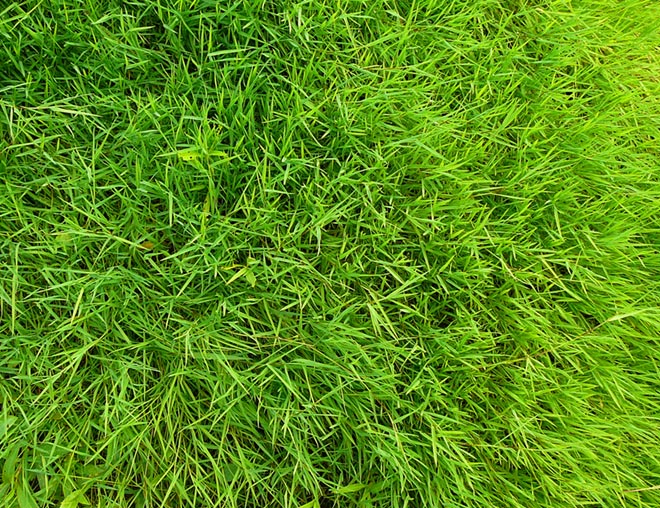 Zielony dach, czyli dom bliżej natury