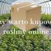 Czy warto kupować rośliny online?