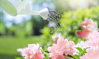 Podlewanie ogrodu - najczęstsze błędy