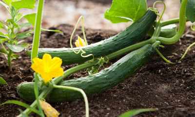 Uprawa ogórków - jak i kiedy sadzić ogórki?