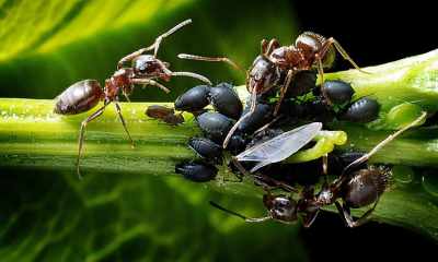 Jak skutecznie zwalczać mszyce?