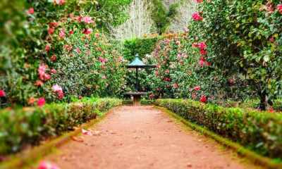 Dlaczego warto postawić na profesjonalną pielęgnację ogrodów w Bydgoszczy?