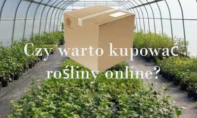 Czy warto kupować rośliny online?