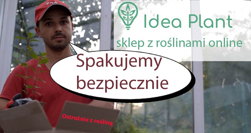sklep internetowy z roślinami
